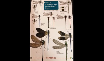 Guide to Dragonflies and damselflies of Britain - Natural History Museum