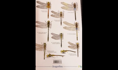 Guide to Dragonflies and damselflies of Britain - Natural History Museum