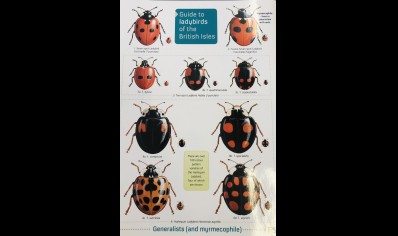 Guide to Ladybirds of the British Isles  -  Natural History Museum