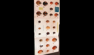 Guide to Ladybirds of the British Isles  -  Natural History Museum