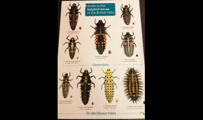 Guide to the Ladybird Larvae of the British Isles  -  Natural History Museum