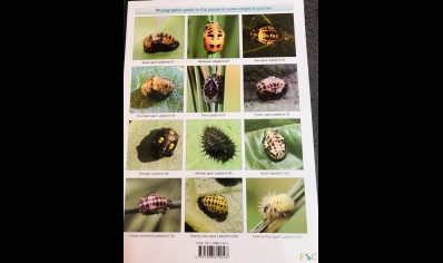 Guide to the Ladybird Larvae of the British Isles  -  Natural History Museum