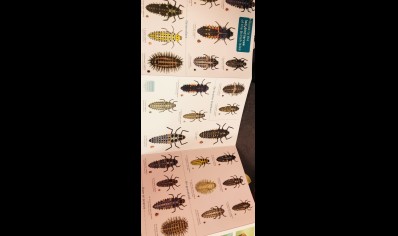 Guide to the Ladybird Larvae of the British Isles  -  Natural History Museum