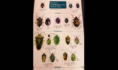 Guide to ShieldBugs of the British Isles  -  Natural History Museum