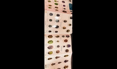 Guide to ShieldBugs of the British Isles  -  Natural History Museum