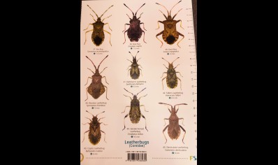 Guide to ShieldBugs of the British Isles  -  Natural History Museum
