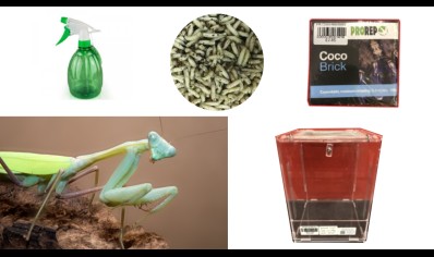 Giant asian praying mantis starter kit