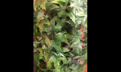 PLASTIC PLANT:  MEDIUM CONGO IVY