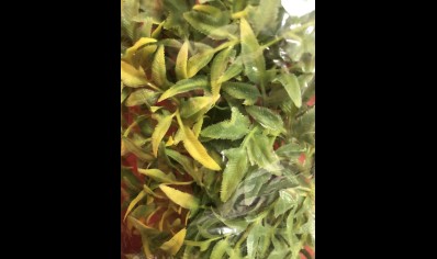 PLASTIC PLANT: MEDIUM BOLIVIAN CROTON