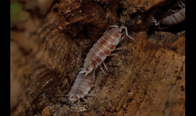 Porcellionides pruinosus 'orange koi' - pack of 50! (CB by BugzUK)