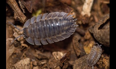 Porcellio spatulatus 'Coros' - pack of 50! (CB by BugzUK)
