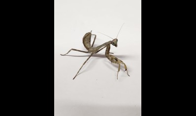 Stagmatoptera sp.