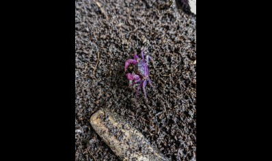Geosesarma dennerle - Lavender Vampire Crab - Males