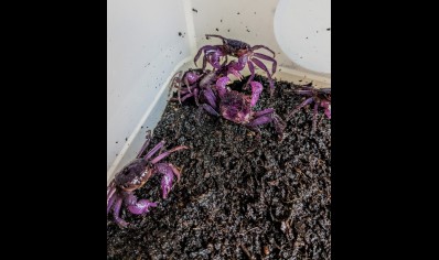 Geosesarma dennerle - Lavender Vampire Crab - Males