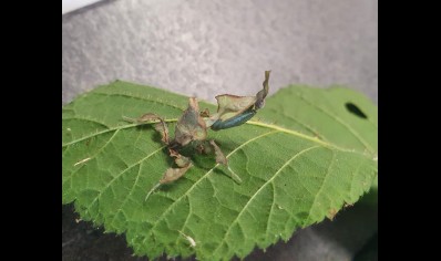 Phyllocrania paradoxa (Ghost Mantis - Green)