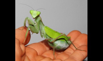 Sphodromantis Aurea