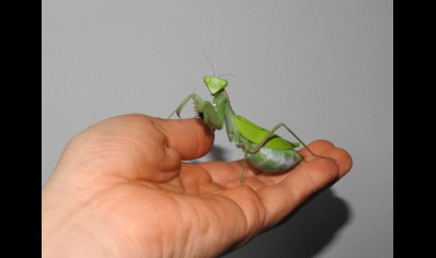 Sphodromantis Aurea