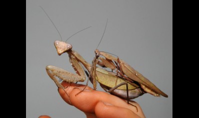 Sphodromantis Aurea