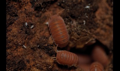 Cubaris murina 'mandarin'