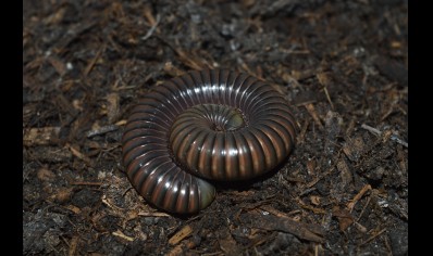 Spirostreptidae sp. Cameroon