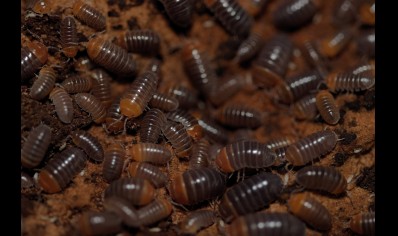  Armadillidium flavoscutatum 