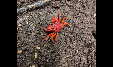 Geosesarma dennerle - Tomato vampire crab (red ruby) female