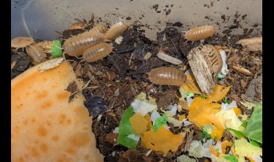 Porcellio laevis 'Orange'  (CB by BugzUK)