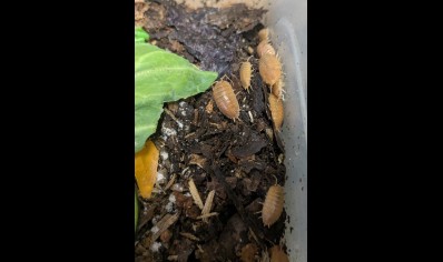 Porcellio laevis 'Orange' - packs of 10 (CB by BugzUK)