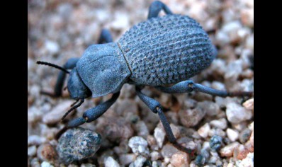 Asbolus verrucosus (not sexable) - Blue death feigning beetle