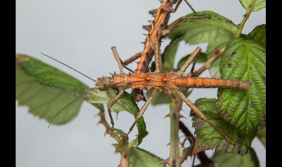 Tisamenus sp. cunayan