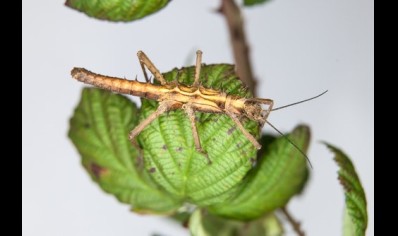 Tisamenus sp. cunayan