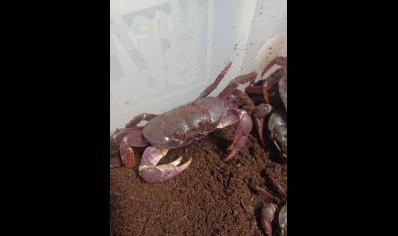 Gecarcoidea lalandii (some maybe missing legs so discounted) UK orders only