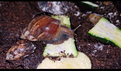 Achatina Fulica Dark Foot 