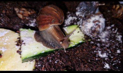 Achatina Fulica Dark Foot 