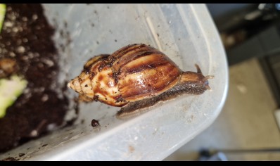 Achatina Fulica Dark Foot 