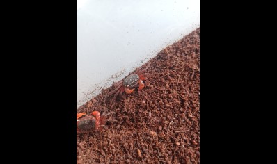 Geosesarma sp red claw 3 left