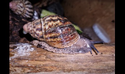 Archachatina camerunensis w/c