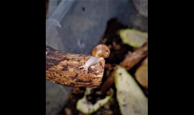 Lissachatina fulica Albino (C/B by BugzUK)