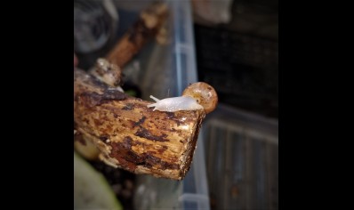 Lissachatina fulica Albino (CB by BugzUK)
