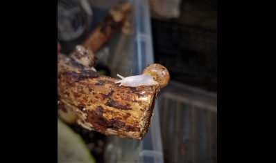 Lissachatina fulica Albino (C/B by BugzUK)