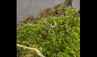 Empusa hedenborgii - Conehead Mantis CB