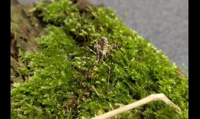 Empusa hedenborgii - Conehead Mantis CB