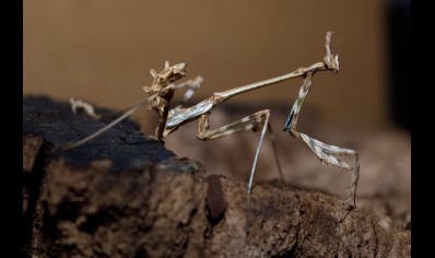 Empusa hedenborgii - Conehead Mantis CB