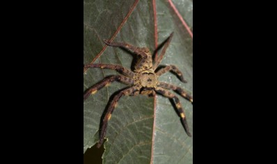 Barylestis scutatus - Cameroon crab spider (C/B by BugzUK)