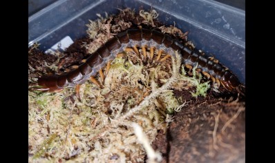 Scolopendra Dehaani (thai Giant black flame tip)