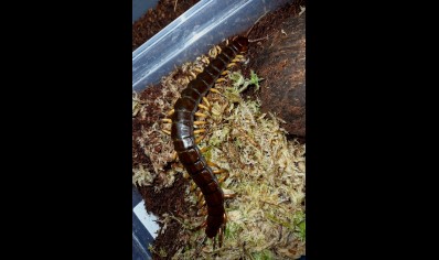 Scolopendra Dehaani (thai Giant black flame tip)