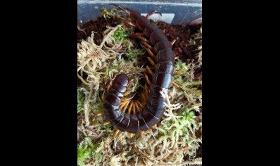 Scolopendra dehaani (thai Giant black flame tip)