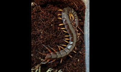 Scolopendra Dehaani (thai Giant black flame tip)