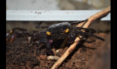 Geosesarma bogorensis - Purple Vampire crab 14 left