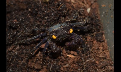 Geosesarma bogorensis - Purple Vampire crab 18 left